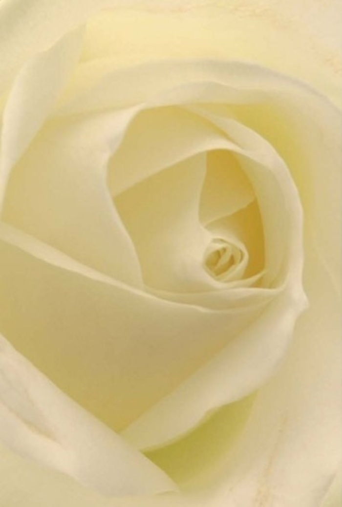 Close up, this elegant white rose exudes a sense of serenity and quiet grandeur, capturing the understated beauty of Basildon's green spaces and open avenues. Layers of smooth, creamy petals spiral from the bloom's pristine heart, their delicate hues enriched by soft natural light-like sunlight filtering through trees at Northlands Park. The petals themselves are pure and velvety, shimmering with the palest blush of pearl, suggesting new beginnings and unspoken comfort. Designed by a Basildon florist tuned to the moods of the community, this rose is perfectly suited for heartfelt occasions-a meaningful apology, a wedding ceremony at a local venue, or a respectful gesture of sympathy shared among neighbours. Perfect symmetry in the rose's core is balanced by subtle shades and gentle shadows, elevating the natural beauty of each petal. The clean fragrance, imagined as it lingers in the air, offers reassurance-serene and always appropriate, whatever the feeling one wishes to convey in Basildon's evolving story.