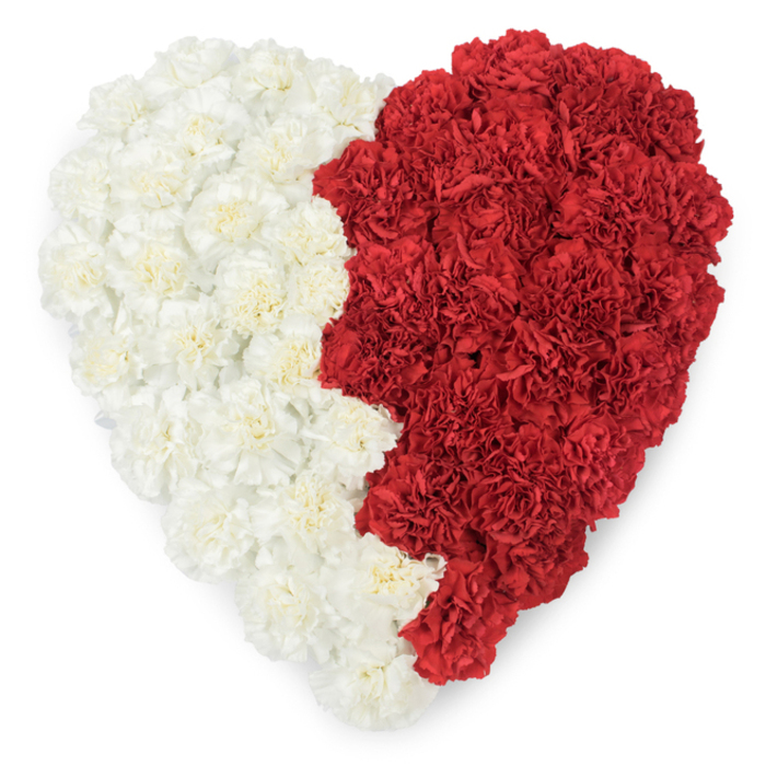 A striking, meticulously made heart of carnations fills the frame, set against a spare white backdrop so every petal detail is visible. The heart is divided vertically into two sharply contrasting colour fields: the left half is composed of creamy, ivory carnations packed closely together to form a smooth, serene plane of ruffled blooms; the right half is built entirely from saturated red carnations whose layered petals lend a rich, tactile depth. Where the halves meet the line is not straight but serrated, a distinctive saw-tooth edge formed by nine triangular points created by the clustering of blooms, a precise flourish that strongly evokes the jagged motif of Qatar's flag. That serrated seam gives the arrangement a formal, emblematic quality while the softness of the petals tempers the geometry with warmth. The carnations themselves show fine texture-delicate crinkles, concentric layers, and a subtle velvety sheen-so that the heart reads as both lush and refined. Soft, diffused lighting accentuates the folds and tiny shadows between petals, suggesting a gentle fragrance and a sense of fresh florals handled with care. This composition is immediately suitable for diplomatic receptions, national commemorations, or private tributes that carry cultural weight; in Basildon it might be commissioned for international community events at the civic centre or for remembrance displays at Laindon Broadway. The piece balances patriotism with tenderness, technical precision with heartfelt intent, and it exemplifies the craft of local floral design while remaining visually accessible and emotionally resonant.