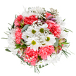 A spirited celebration of spring and summer, this Basildon bouquet bursts with cheerful white daisies-each with a vibrant green eye-nestled among plush, coral-pink carnations. The ensemble is elevated by tufts of delicate baby's breath, adding an airy softness reminiscent of light clouds drifting over Festival Leisure Park. Tucked between blooms are subtle alstroemeria buds, their purple- and pink-streaked tips hinting at blossoms yet to come. Framing the arrangement, soft silvery eucalyptus leaves and lush greens offer balance and subtle fragrance, enhancing both texture and visual appeal. Arranged in a perfectly circular composition, each flower is thoughtfully placed to radiate warmth and abundance, echoing the friendly spirit found in Basildon's neighbourhoods. Whether marking a birthday, sending congratulations, or comforting a loved one, this bouquet's fresh palette and expert arrangement carry the genuine care of Flower Delivery Basildon. Each detail, from the vibrant hues to the gentle textures, is designed to bring joy and serenity, making it a perfect choice for same-day delivery to homes and businesses throughout Basildon.